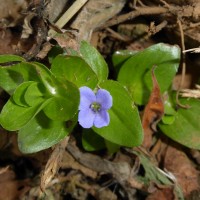 Bacopa lanigera (Cham. & Schltdl.) Wettst.